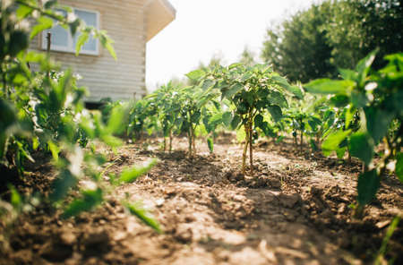 Green pepper growing in the gardenの写真素材