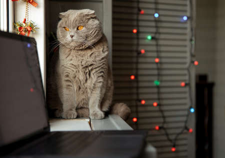 Cat and laptop on Christmas background at homeの写真素材