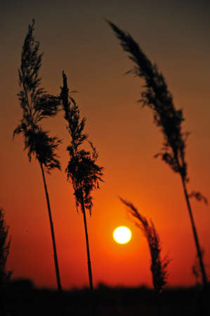 A stalk of wheat framed against a beautiful sunsetの写真素材