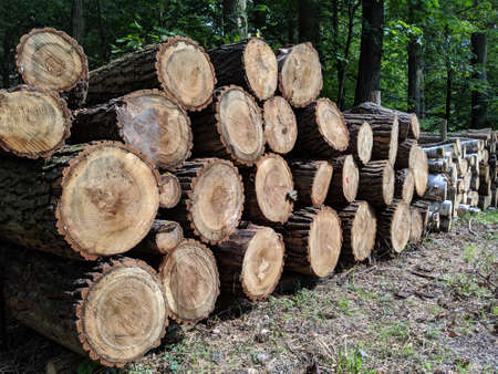 Logging operationsの写真素材