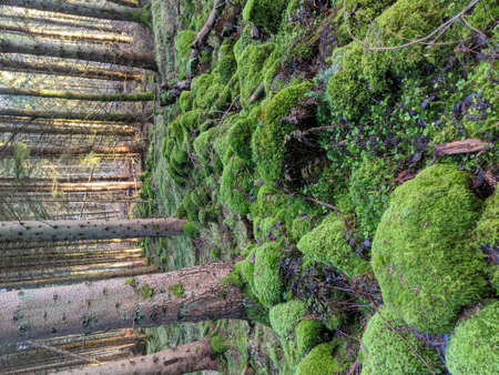 Green forest floorの写真素材