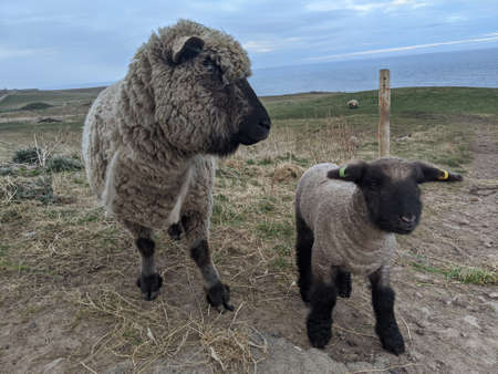 Lambing season - Lamb and Eweの写真素材