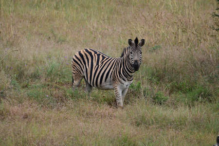 A striped Zebra in a Nature Reserveの写真素材