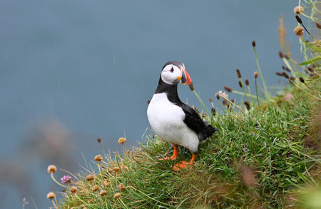 A close up of a Puffin on a cliff in Scotland. Latin name Fraterculaの写真素材