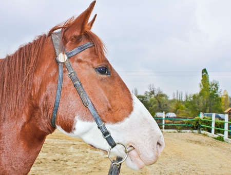 Closeup of the horse head at the hippodrome background.の写真素材