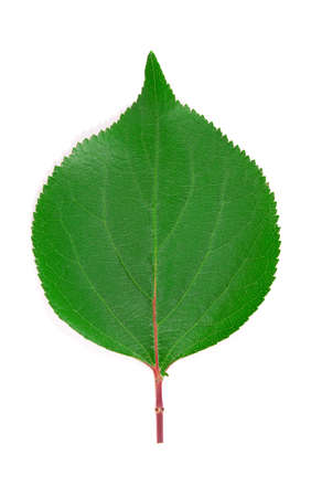 Colorful green apricot leaf isolated on white background.