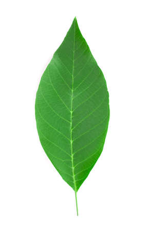 Colorful English walnut leaf isolated on white background.の写真素材