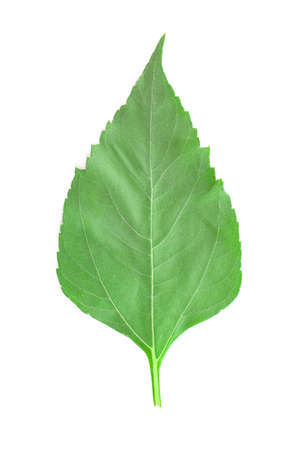 Colorful girasol leaf isolated on white background.の写真素材