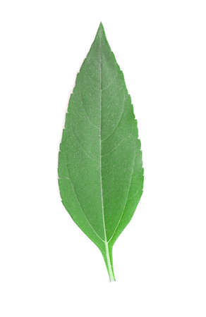 Colorful girasol leaf isolated on white background.の写真素材