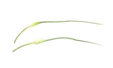 Single ripe garlic stem isolated on white background の写真素材