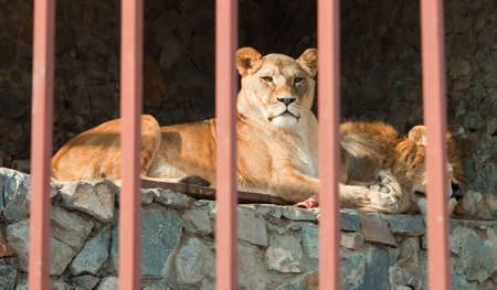  Proud couple of lions lying behind the bars at the city zoo の写真素材