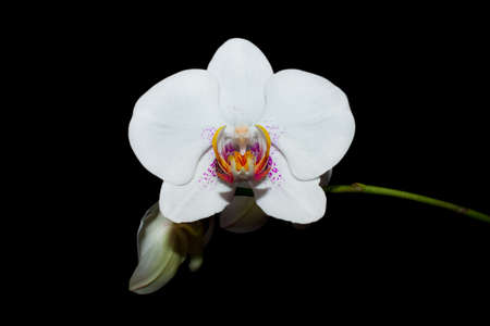 Very beautiful flower against the dark background の写真素材