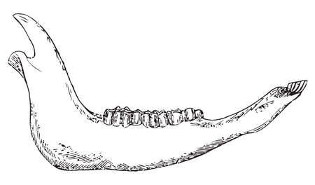 Livestock bottom jaw isolated on white background.のイラスト素材