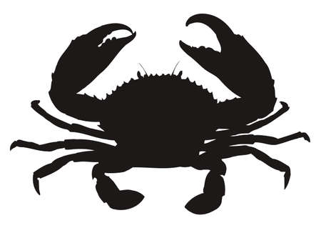 Single crab silhouette isolated on white background  のイラスト素材