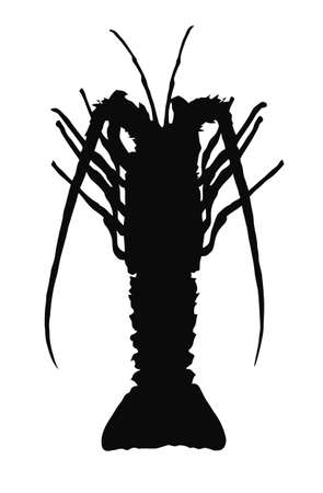 Single crayfish silhouette isolated on white background のイラスト素材