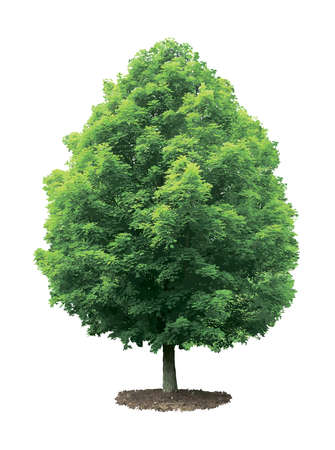 Green maple tree isolated on white background のイラスト素材