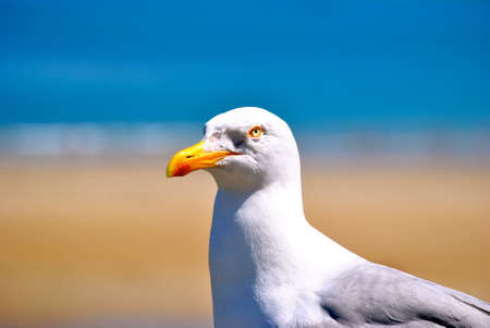 close up seagull at saint malo beachの写真素材