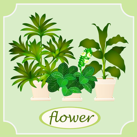 Green flowers in pots.のイラスト素材