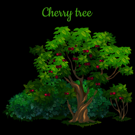 Cherry tree isolated on black backgroundのイラスト素材
