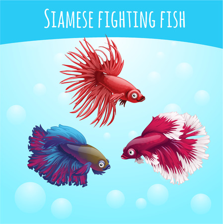 Three vector siamese fighting fish, blue and red, on a blue backgroundのイラスト素材