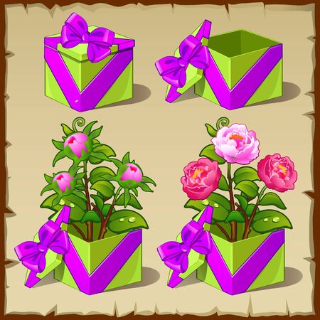 Gift box with growing from pink peonyのイラスト素材