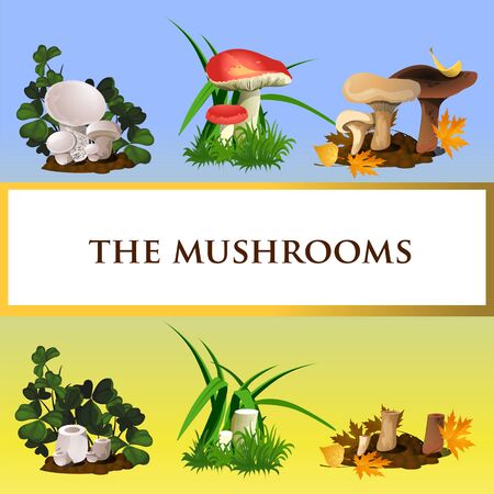 Icons of wild mushrooms and their growth, six iconsのイラスト素材