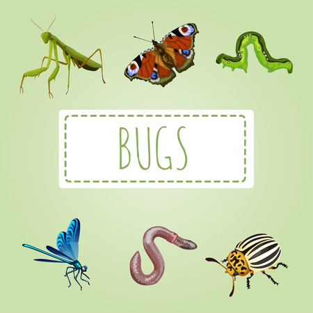 Gorgeous beetles from the collection of the entomologistのイラスト素材