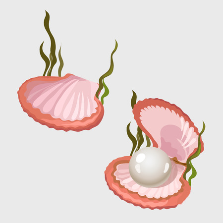 Pink shell box with pearl and algae, two image isolated vector illustrationのイラスト素材