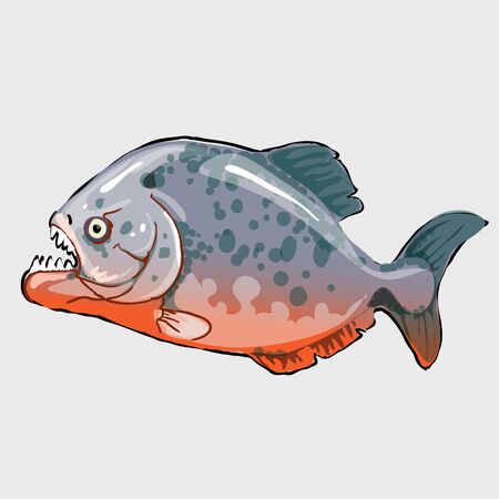 Aggressive fish isolated, marine series vector llustrationsのイラスト素材