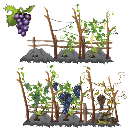 Planting, growing and harvesting grapesのイラスト素材