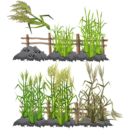 Planting, growing and harvesting sugarcaneのイラスト素材