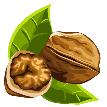 Solid brown strong delicious ripe walnut, vector isolatedのイラスト素材