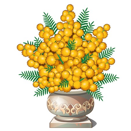 bouquet of mimosa in pot, flowerのイラスト素材