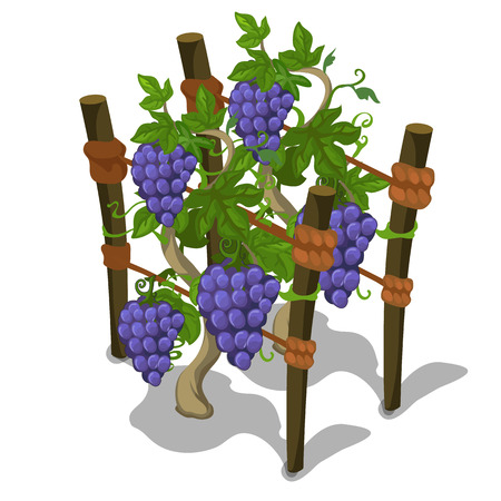 Planting and cultivation of grape. Vector icon tropical fruit on a white backgroundのイラスト素材