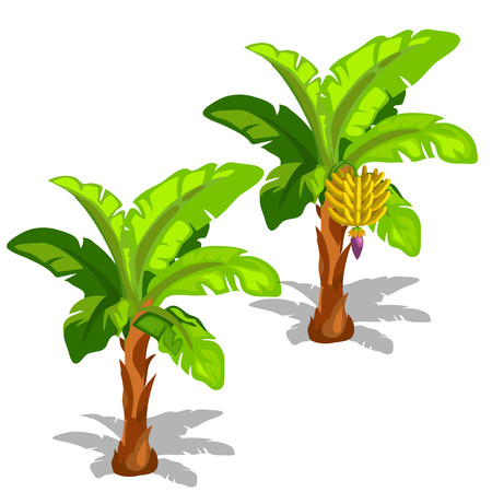 Two palm trees with hanging bananas and without it. Vector illustration of palm on a white backgroundのイラスト素材