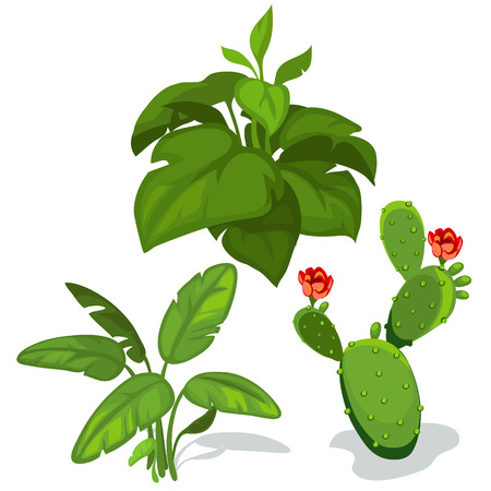 Cactus with flower and large green leaves. Vector illustration on white background for your design needsのイラスト素材