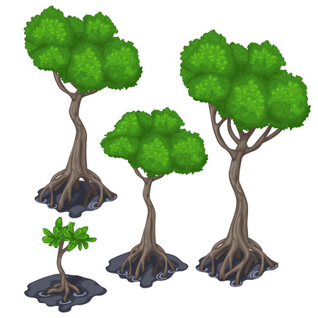 Stages of growing tropical tree, four icon on a white background. Vector illustration for your design needsのイラスト素材