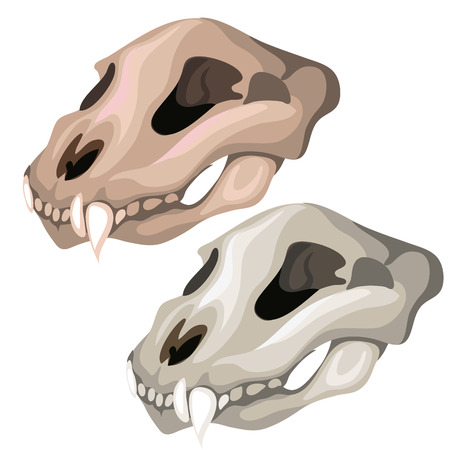 Ancient skull of saber-toothed tiger or other predatory animal. Vector illustration for your design needs on white backgroundのイラスト素材
