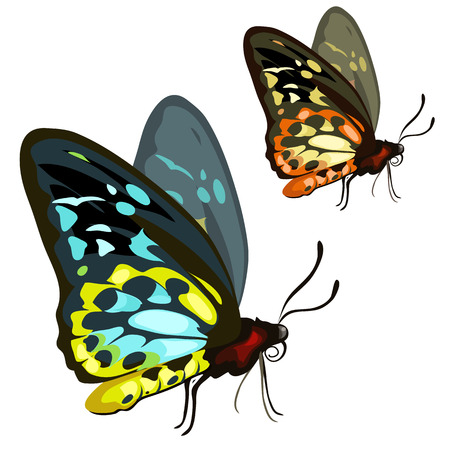 Beautiful colored tropical butterfly on a white background. Insect isolated. Vector illustration for your design needsのイラスト素材