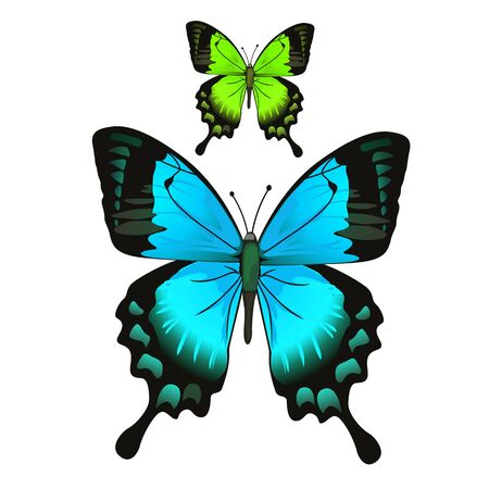 Bright beautiful blue and green butterfly. Insect isolated. Vector illustration for your design needsのイラスト素材