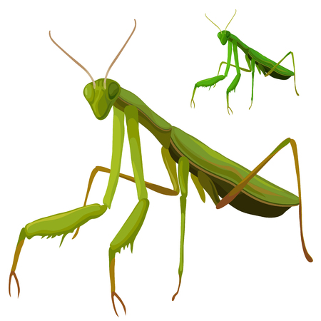 Green grasshopper closeup on white backgroundのイラスト素材