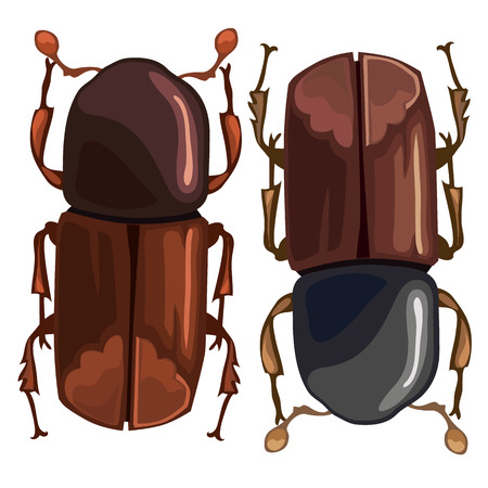 Black-brown beetle on a white background. Vectorのイラスト素材
