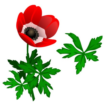 Blooming red Tulipan and leaves. Vector isolatedのイラスト素材
