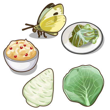 Cabbage set, five elements on white backgroundのイラスト素材