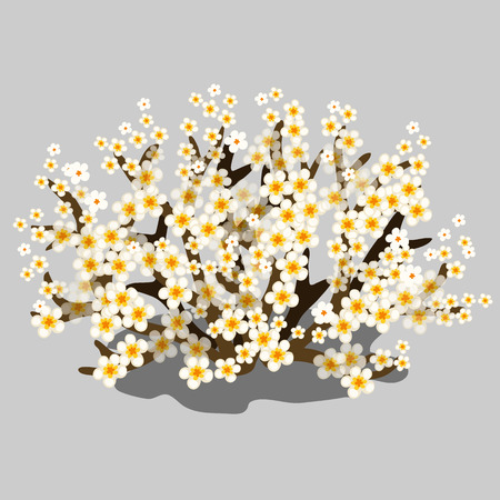 Spring flowering shrub with white flowers. Vectorのイラスト素材