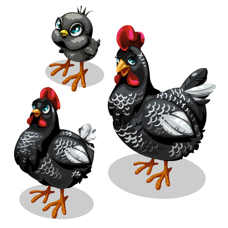 Family black chickens, mother, father and chickenのイラスト素材