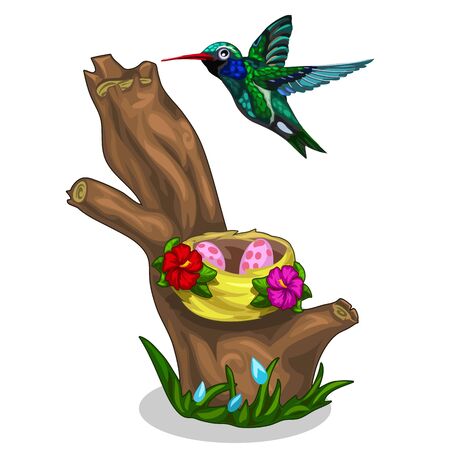 Green-blue bird Hummingbird and it nest with eggsのイラスト素材