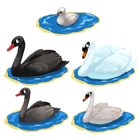 Black and white Swan on lake. Vector birds isolated for animation, childrens prints, cartoon and other design needsのイラスト素材