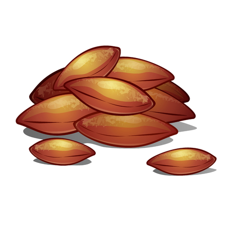 A heap of apricot pits isolated on white background. Vector cartoon close-up illustration.のイラスト素材
