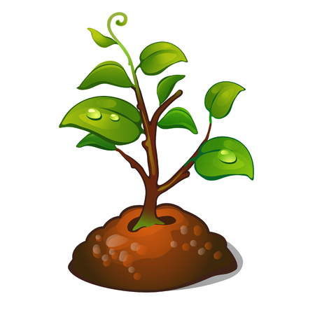 The development of the tree from seeds. Planting the garden or Park. Vector illustration.のイラスト素材